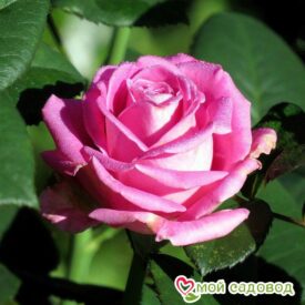 Роза чайно-гибридная Аква в Кирсанове