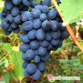 Ароматный и сладкий виноград “Августа” в Кирсанове