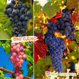 Тройная выгода винограда! (морозоустойчивый) в Кирсанове