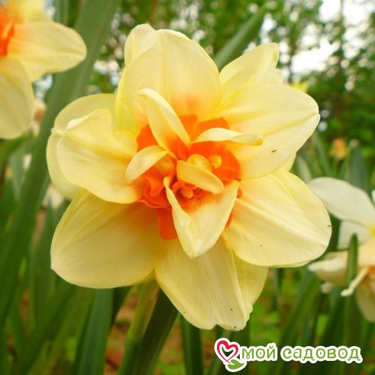 Нарцисс махровый Инноватор