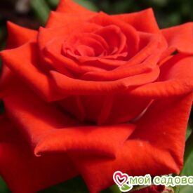 Роза чайно-гибридная Корвет в Кирсанове