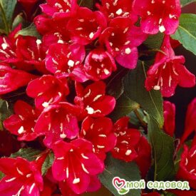 Вейгела цветущая “Ред Принц” в Кирсанове
