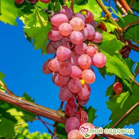 Виноград Лидия (Розовая Изабелла) в Кирсанове