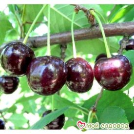 Саженцы вишни – Чудо-вишня в Кирсанове