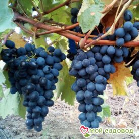 Виноград Молдова в Кирсанове