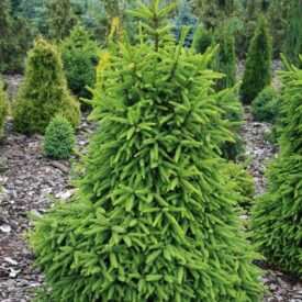 Ель обыкновенная (Picea abies) в Кирсанове