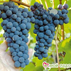 Виноград Амурский синий в Кирсанове