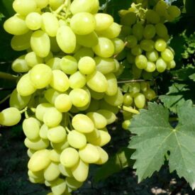 Виноград Осенний крупноплодный в Кирсанове