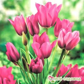 Тюльпан многоцветковый Пурпл Букет в Кирсанове