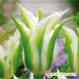 Тюльпан зеленоцветный Уайт Спринг Грин в Кирсанове