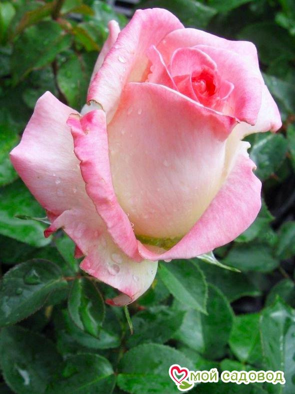 Роза Малибу