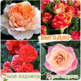 Комплект роз! Роза плетистая, спрей, чайн-гибридная и Английская роза в одном комплекте в Кирсанове