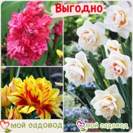 Весенний набор луковичных цветов! в Кирсанове