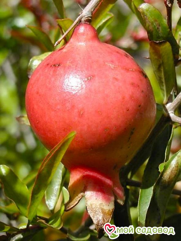 Гранат Карликовый Карфаген