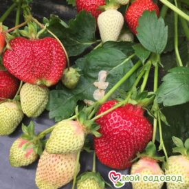Клубника Румба (ранняя ягода) в Кирсанове