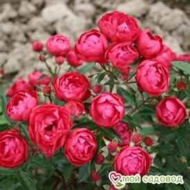 Роза полиантовая Морздаг Ред (Morsdag Red) в Кирсанове
