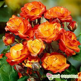 Роза полиантовая Румба (Rumba) в Кирсанове