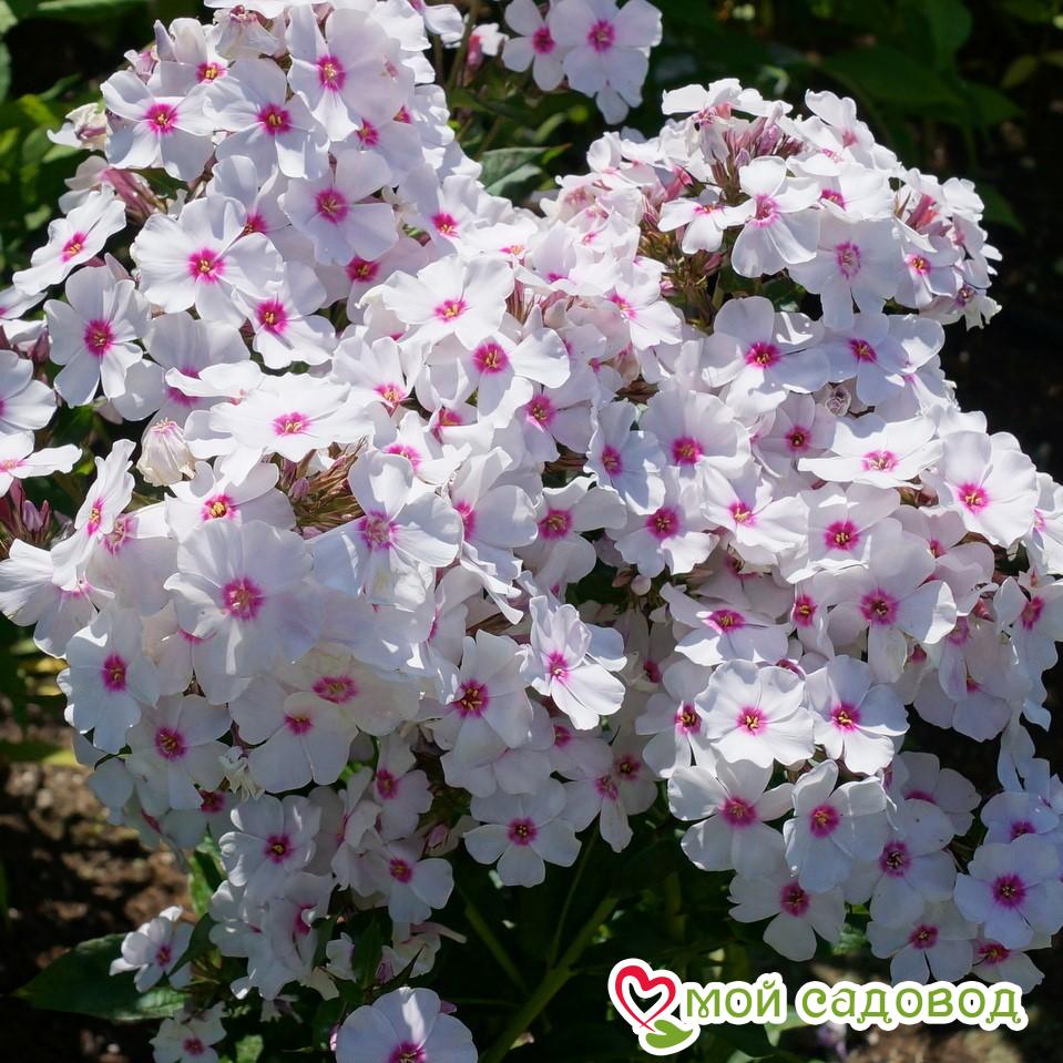 ФЛОКС МЕТЕЛЬЧАТЫЙ ГРАФ ЦЕППЕЛИН