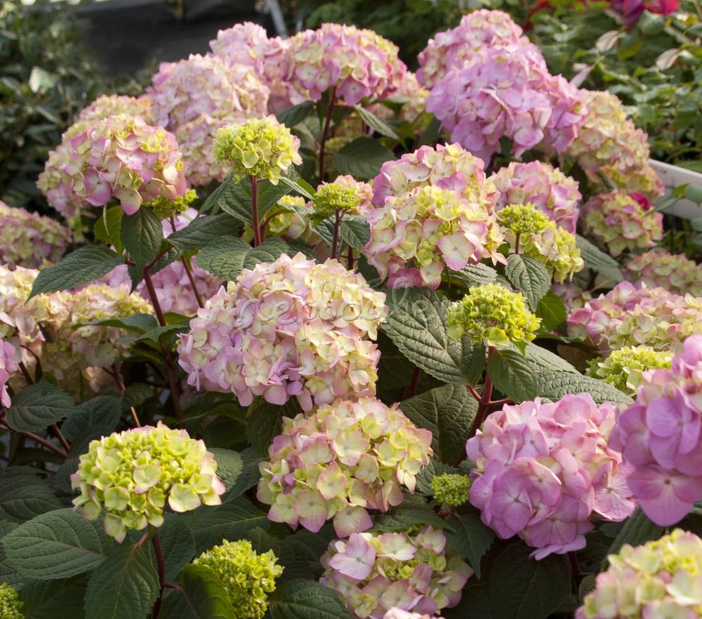 Декоративные